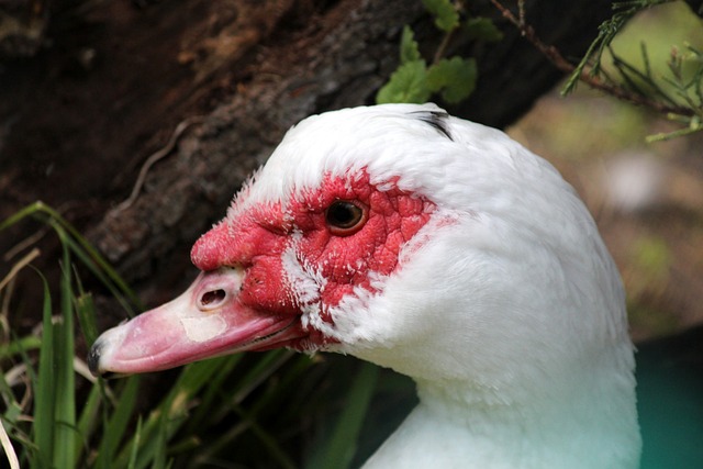 煌成就足以 煌成就足以